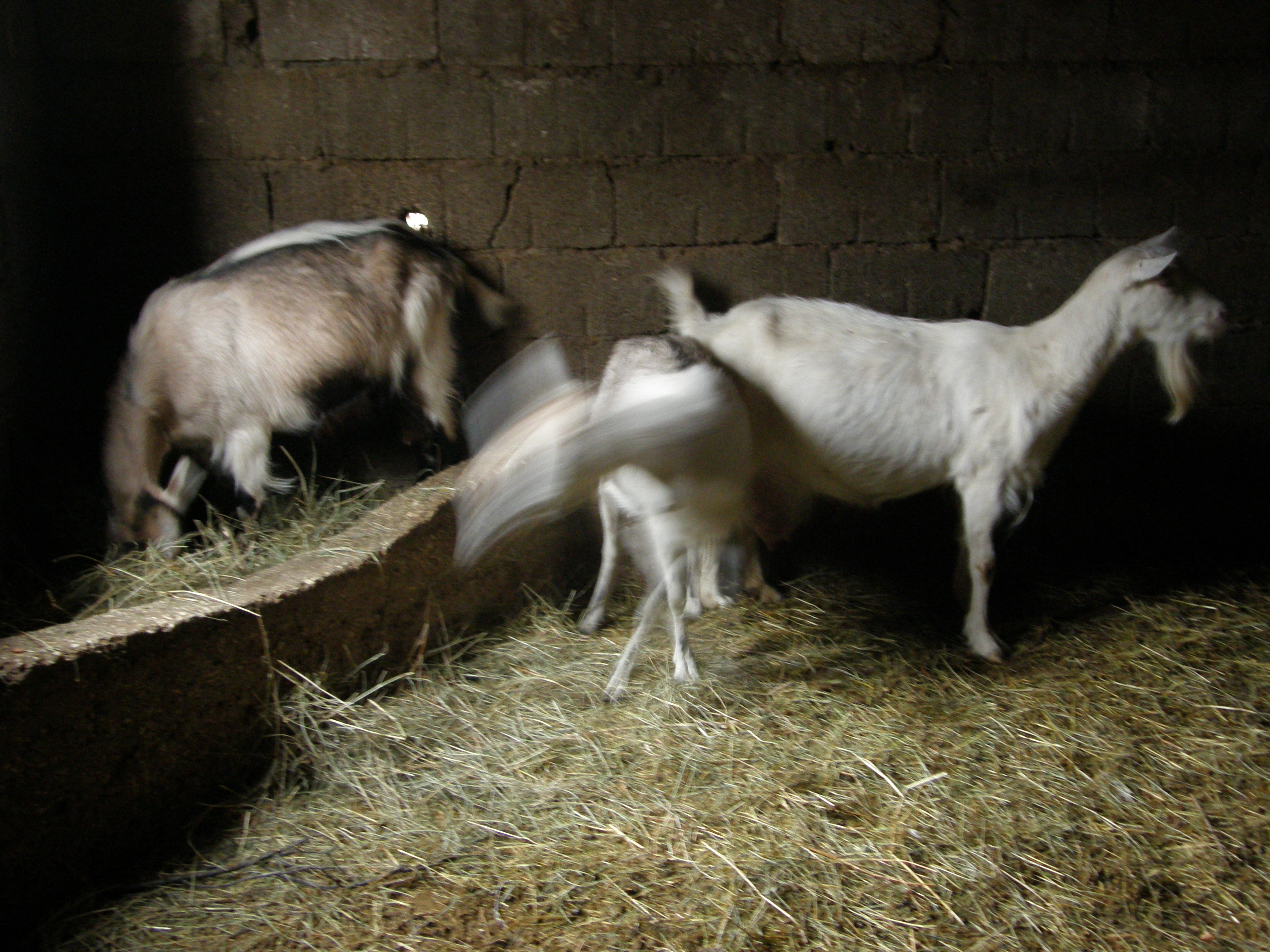 Billy Goat Gruff and family.